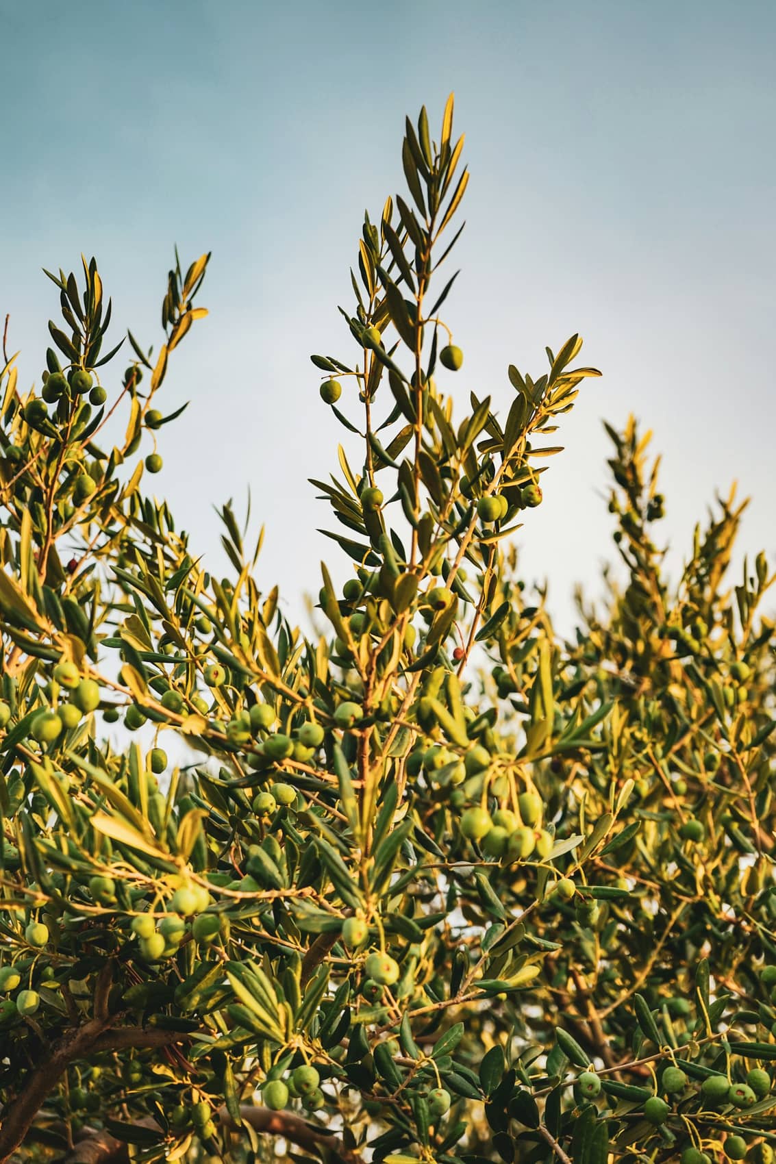Olive groves on the island of Brač, Croatia