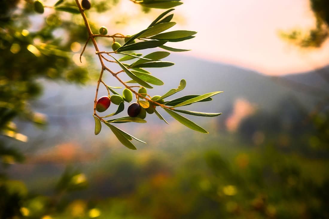 Freshly harvested olives from Brač